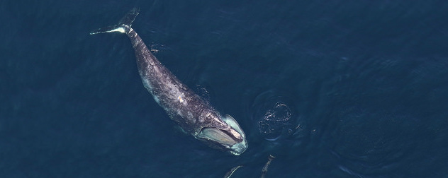 North Atlantic right whale viewed from the air.