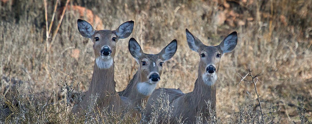 three white-tailed deer does in a  field.