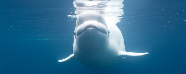 beluga whale swimming underwater.