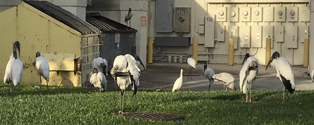 wood storks, seen near a Publix parking lot in Palm Beach County, Florida.
