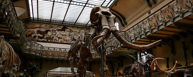 mammoth skeleton on display.