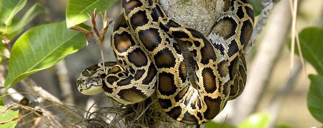 Burmese python in a tree.