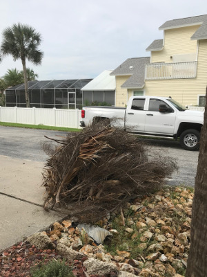 palm fronds downed by Hurricane Dorian.