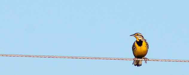 Eastern Meadowlark on a wire.