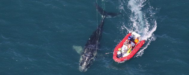 North Atlantic right whale viewed from above, with scientists in a boat on the surface of the water.