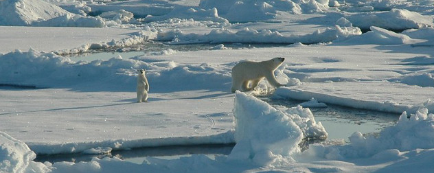 polar bear and cub in the Arctic, on the Beaufort Sea (Alaska).