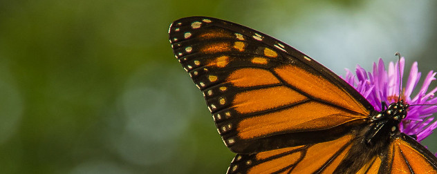 Monarch butterfly.