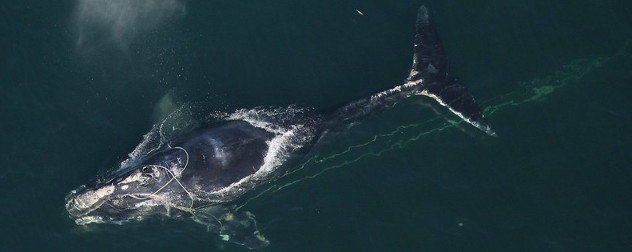 North Atlantic right whale.