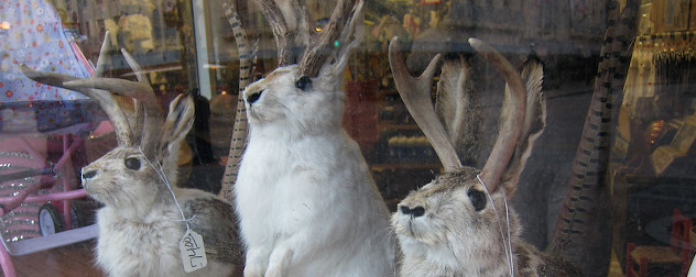 stuffed 'jacaklopes' in a store window.