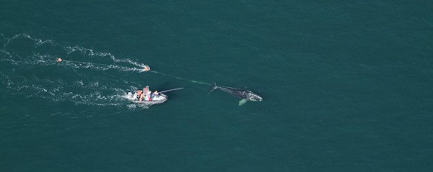 A team of biologists assist in disentangling a North Atlantic right whale off Daytona Beach, Florida.