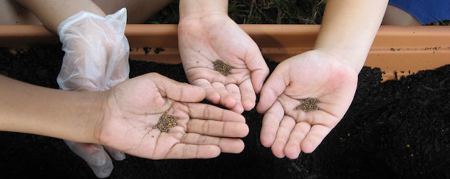 small hands holding seeds over dirt.