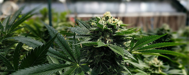 detail of a blooming cannabis (marijuana) plant.