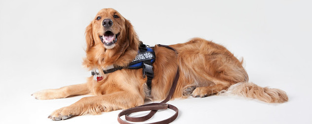 golden retriever wearing a service animal harness and leash.