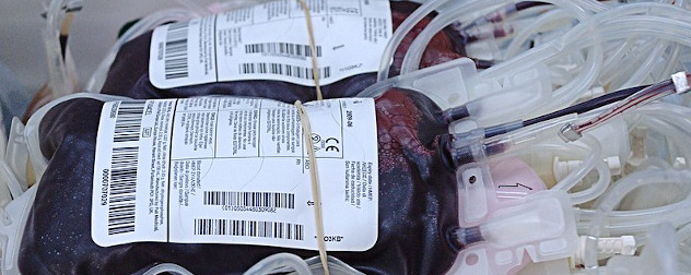 bags of donated blood.