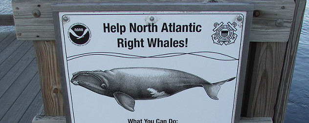 sign on dock reading 'Help North Atlantic Right Whales' with an illustration of a right whale.