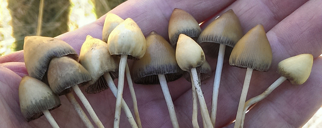 'Liberty cap' psychedelic mushrooms held in a hand.