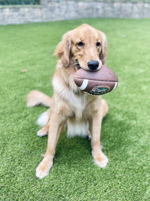 Golden retriever holding a football.