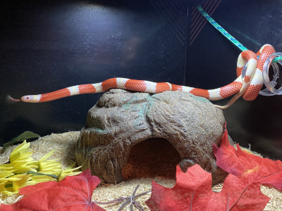 albino Honduran Milk snake.