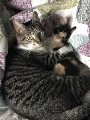 two cats lying on a comforter.