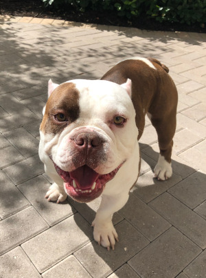 Bentley, an American Bully.