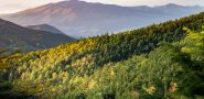 natural landscape of forested mountains.